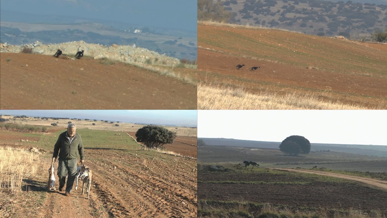 CARRERAS DE GALGOS-AS EN CASTILLA LA MANCHA GALVEZ 13/11/2016