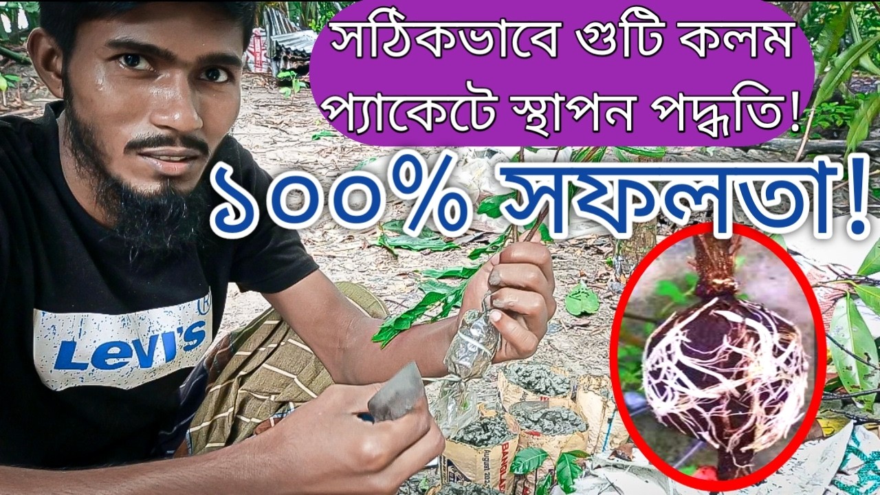 গুটি কলম প্যাকেট ও মাটিতে স্থাপনের সঠিক পদ্ধতি Guti Kolom Planting Techniques Bepari Agro Farm House