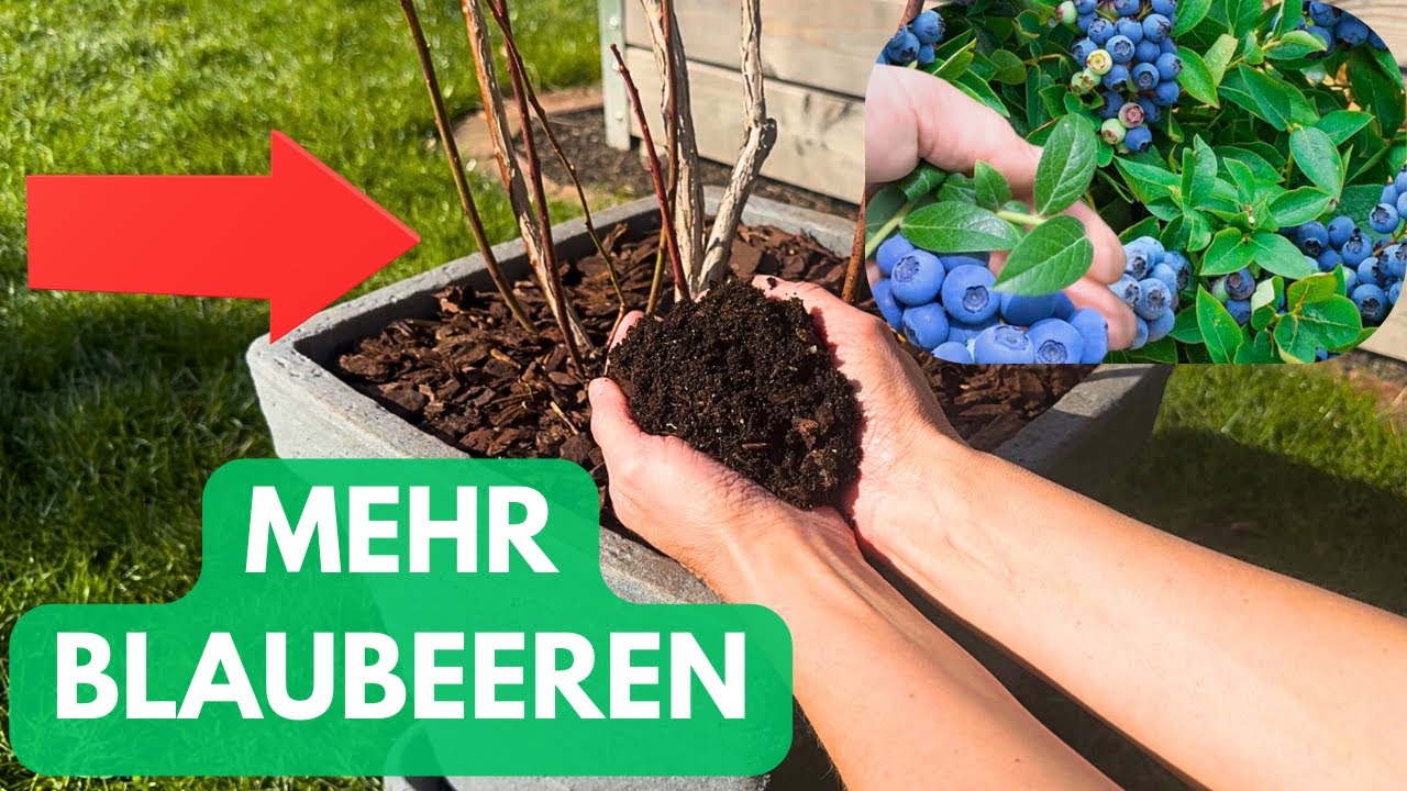 Blaubeeren im Kübel richtig pflanzen – die perfekte Erde für eine große Ernte