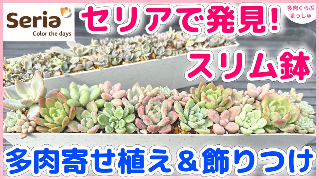 【多肉植物】セリアで見つけた「スリムプランター」に簡単❣️自家製多肉の寄せ植え＆飾りつけ【100均一】