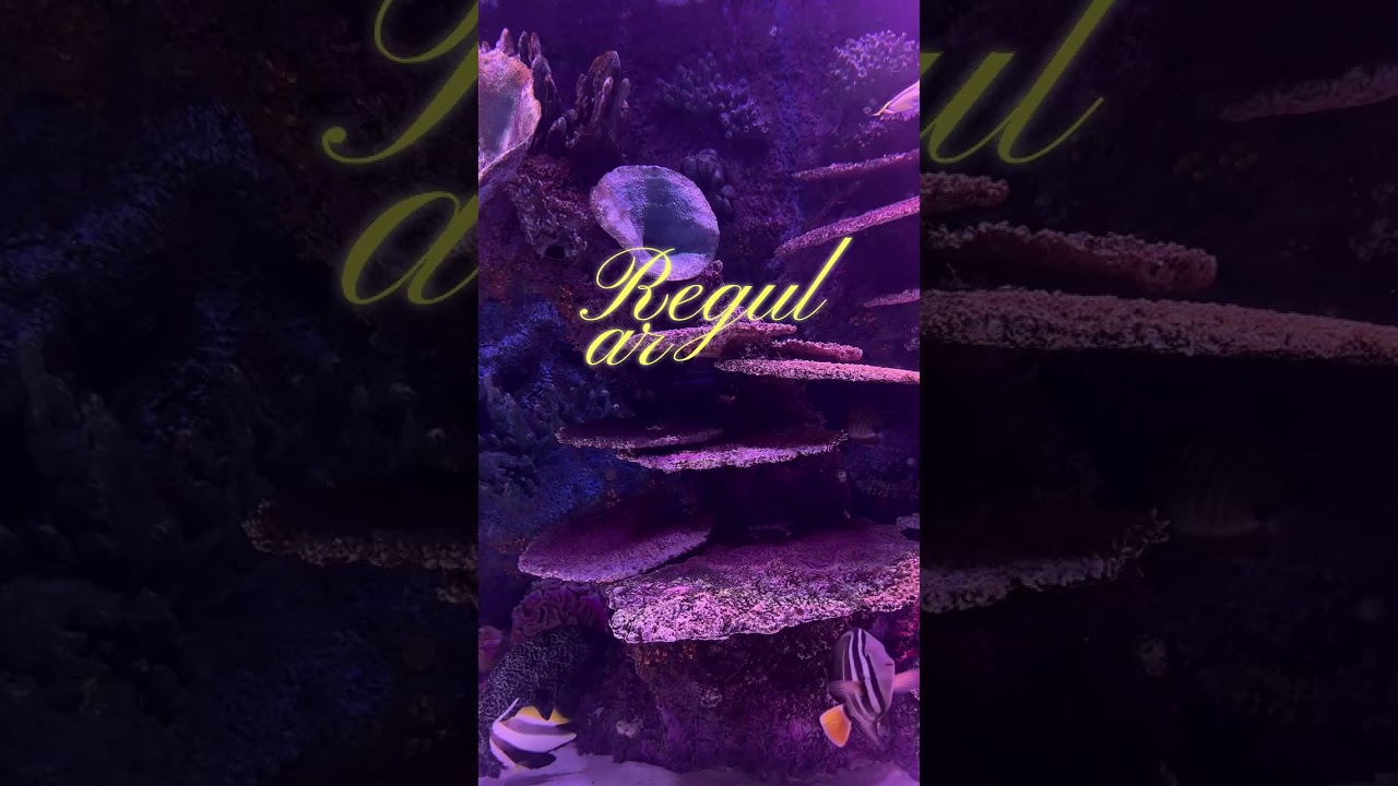 Discus Fish Care Tips