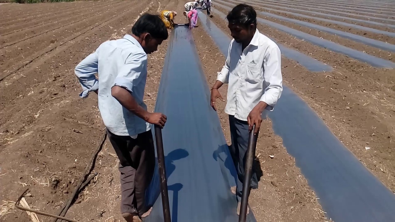 Mulching paper crops