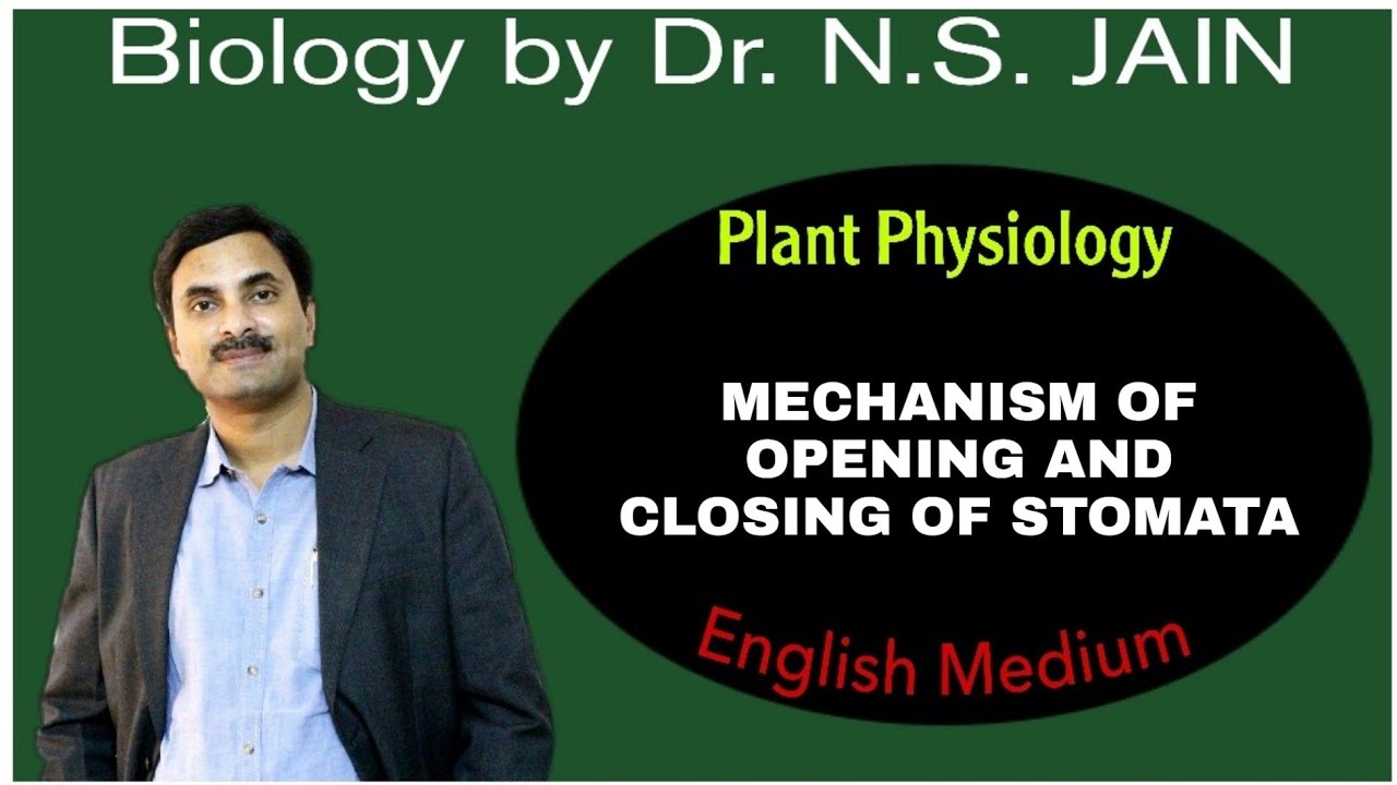 Mechanism of Opening & Closing of Stomata (Plant Physiology) | English Medium