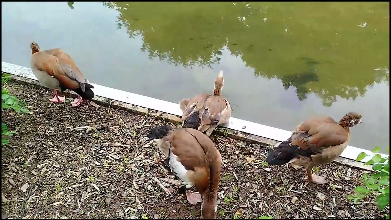 The duck has a painful leg which makes him limp.