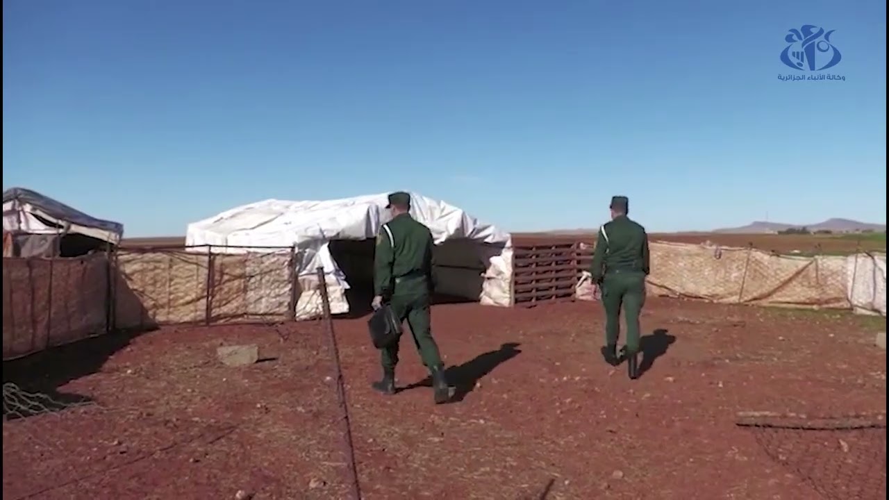 معسكر : وضع حد لشبكة إجرامية تنشط في سرقة المواشي والأبقار