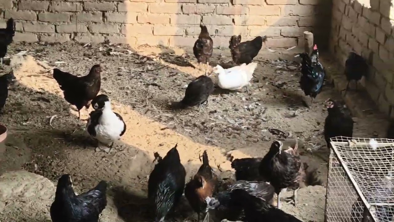 Bihar kadaknath farming-8709823989#birds 