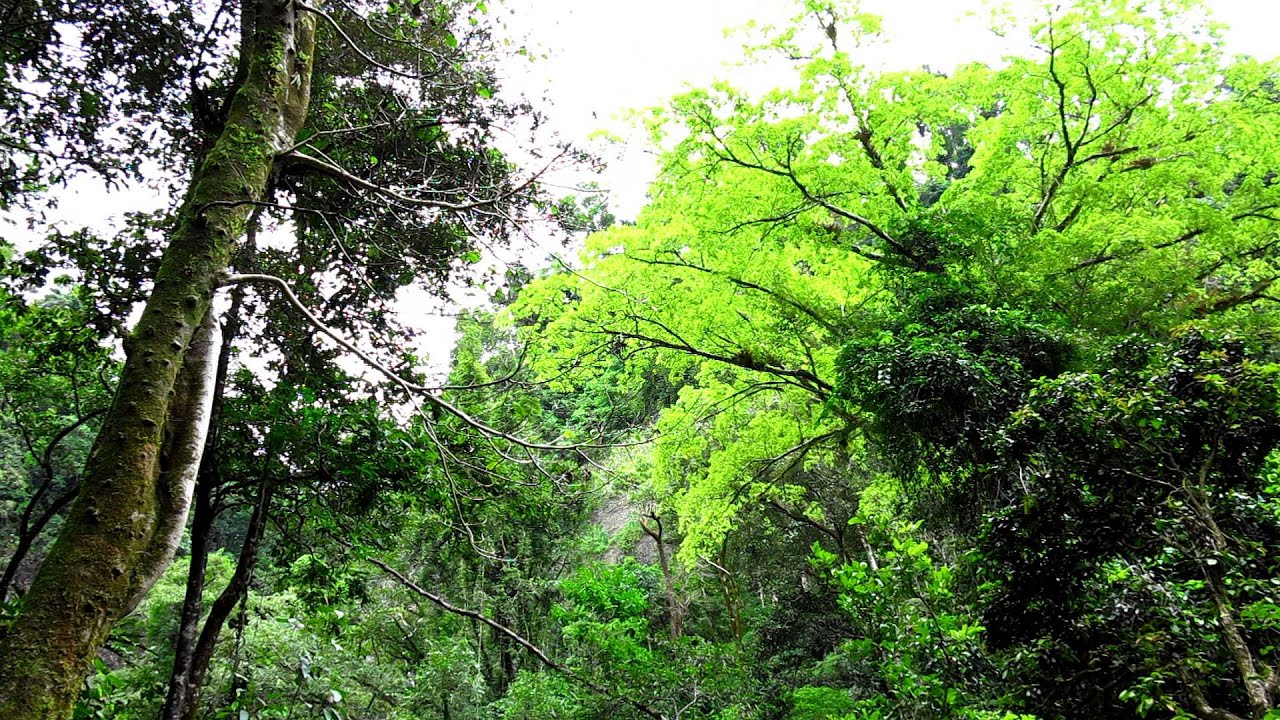 Atherton Tablelands and the Waterfall Circuit