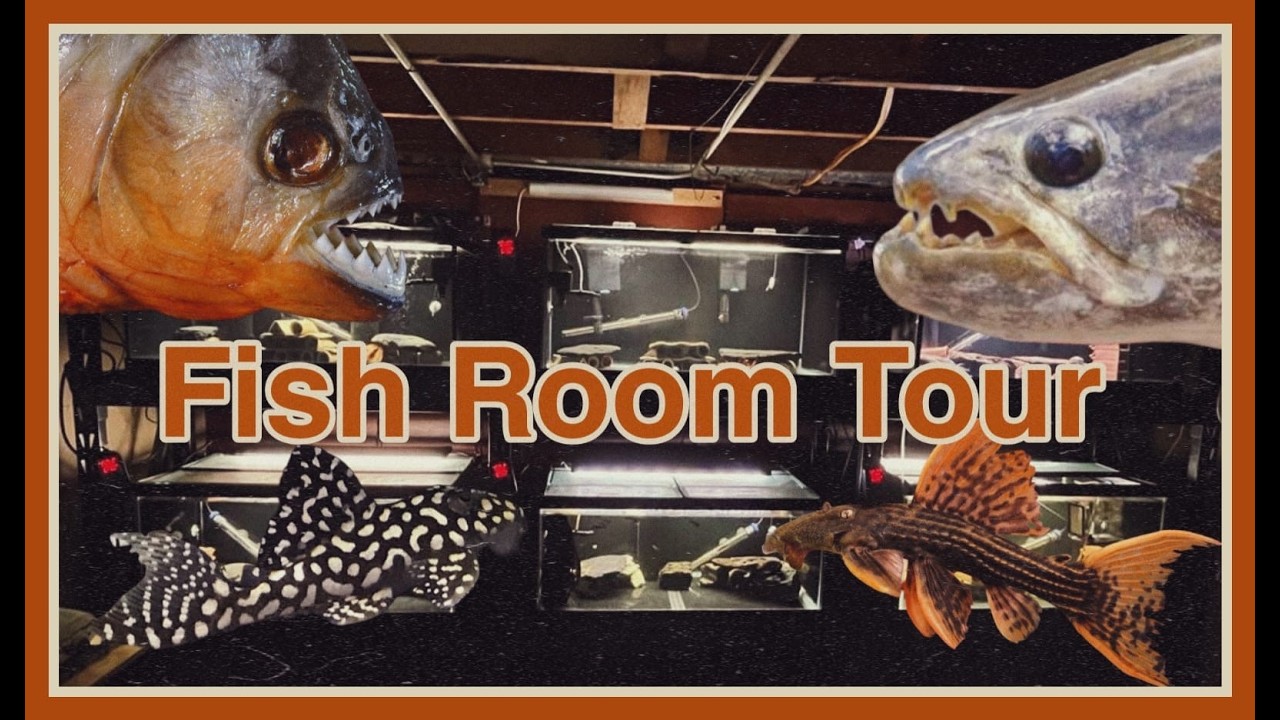 Fish Room Update/ New Fish & Feeding