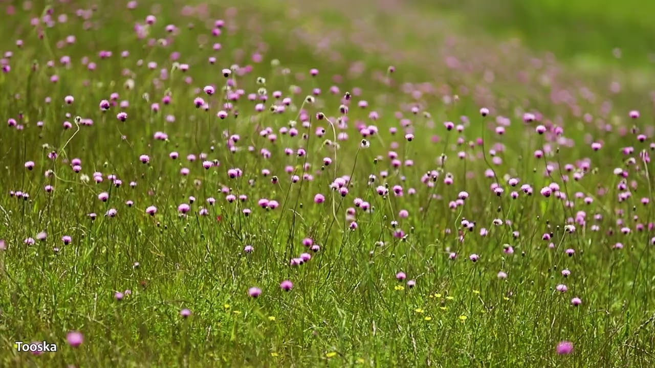 Spring nature of Sij village, Hiran pass, Astara, Gilan province
