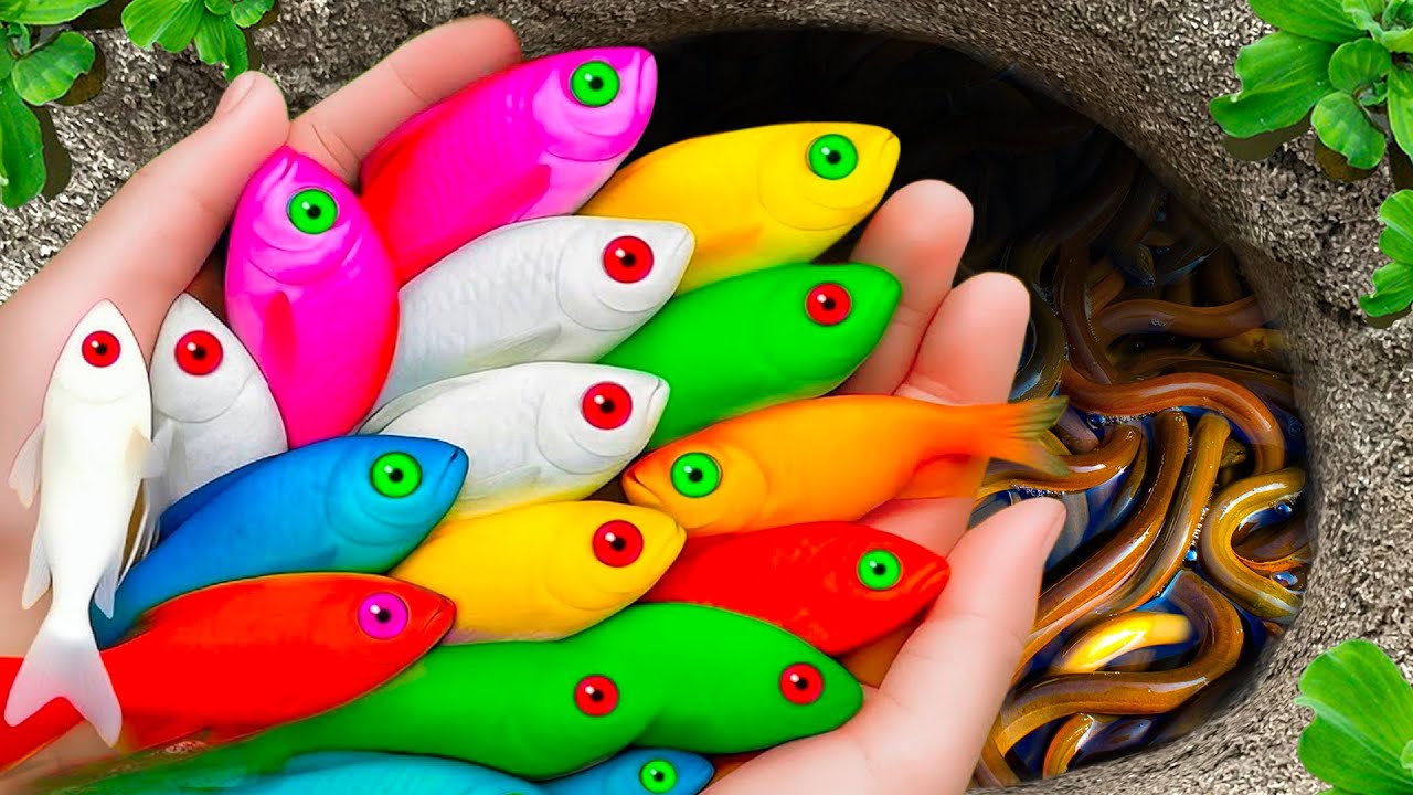 Surprised Catch Colorful aquarium Fish in Small Pond, Pencil Fish, Catfish, Baby Turtle, Carp, Guppy