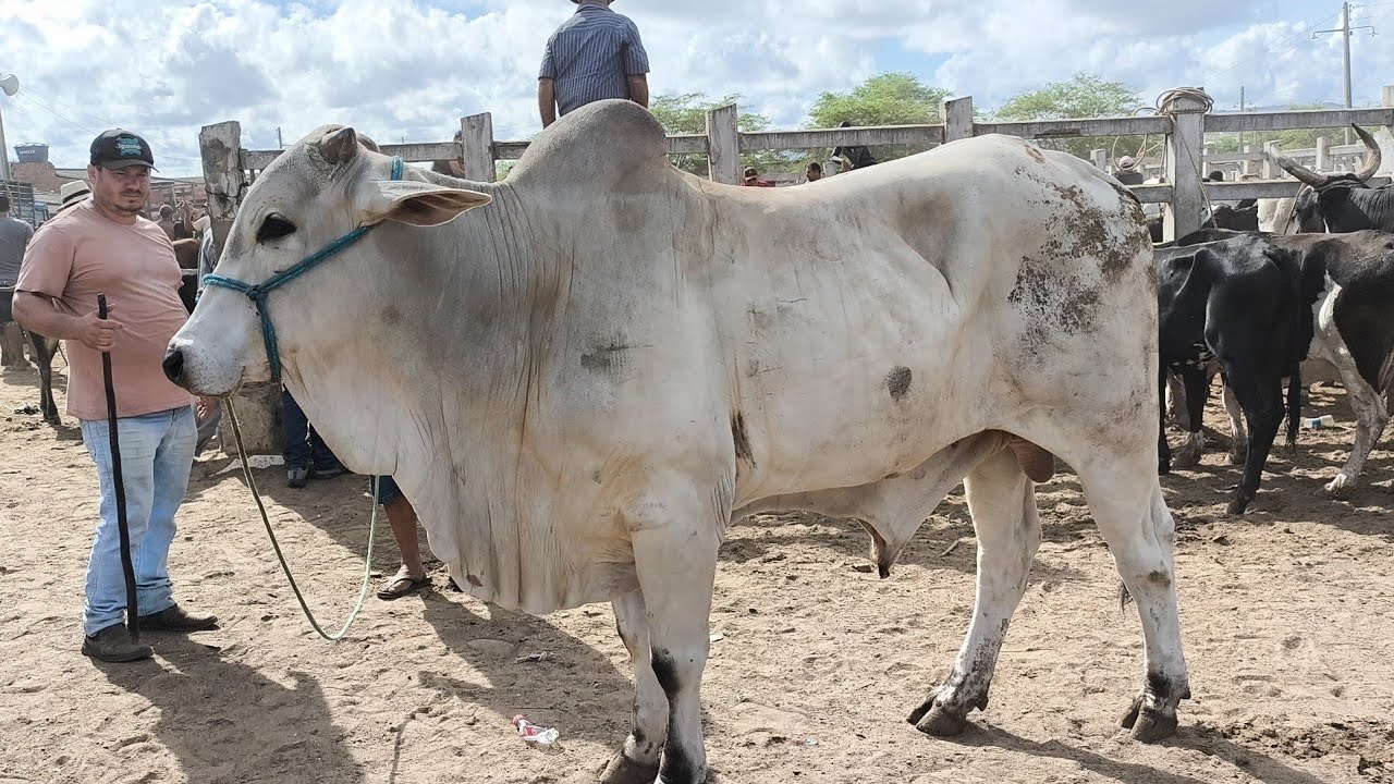 FEIRA DE GADO DE CAMPINA GRANDE-PB 23/04/2025