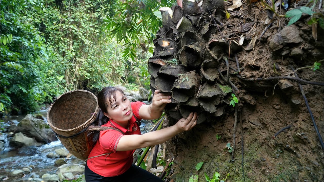 Harvesting horseshoe tree, grow beans - Green forest life