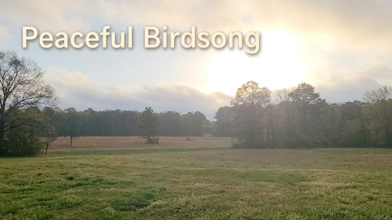Tracee Loran is live! | Peaceful Birdsong & Country Road Sounds | Calm Morning Nature
