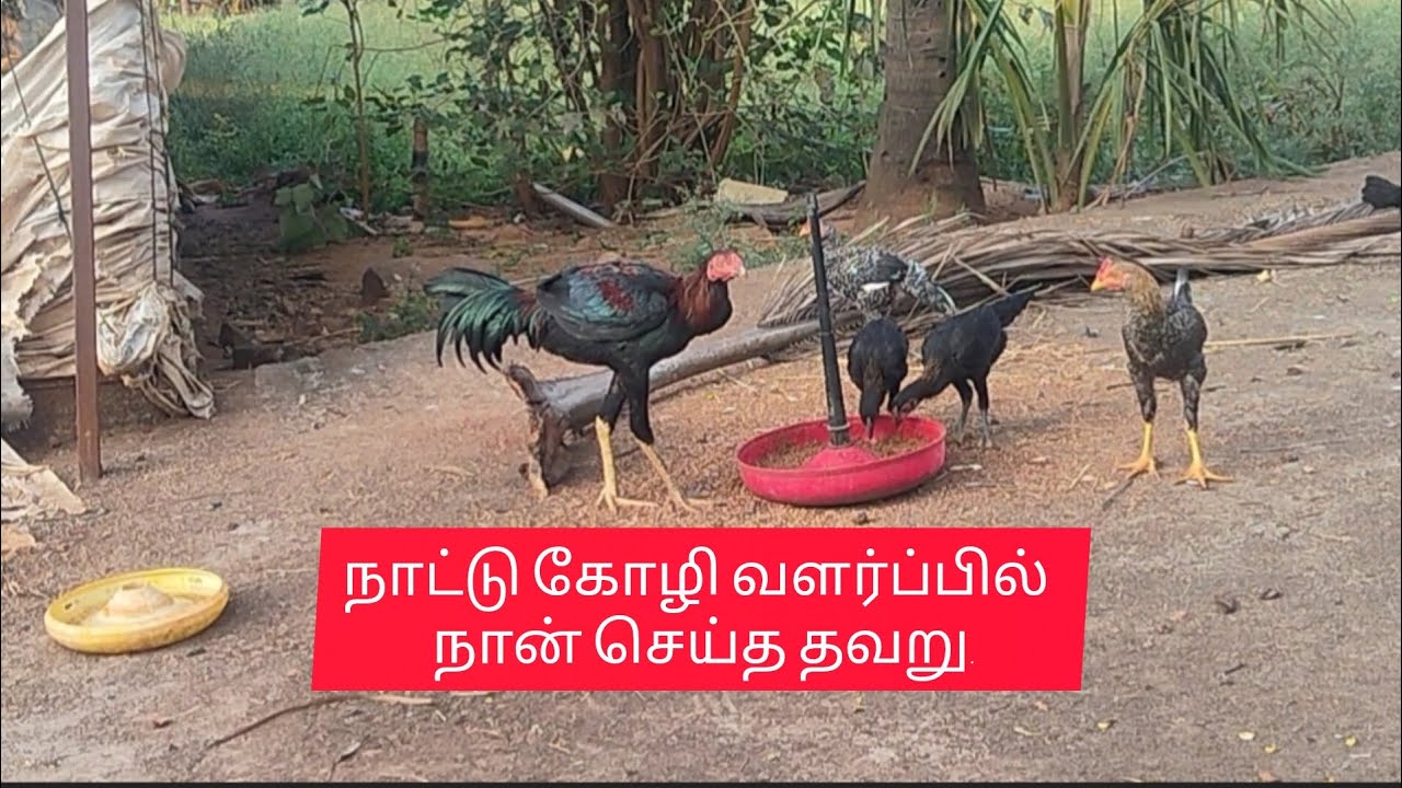 இடைவெட்டு நாட்டு கோழிகள் 