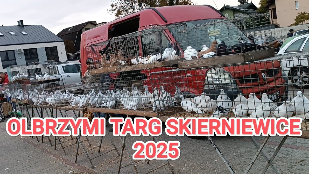 OLBRZYMI TARG SKIERNIEWICE 2025.