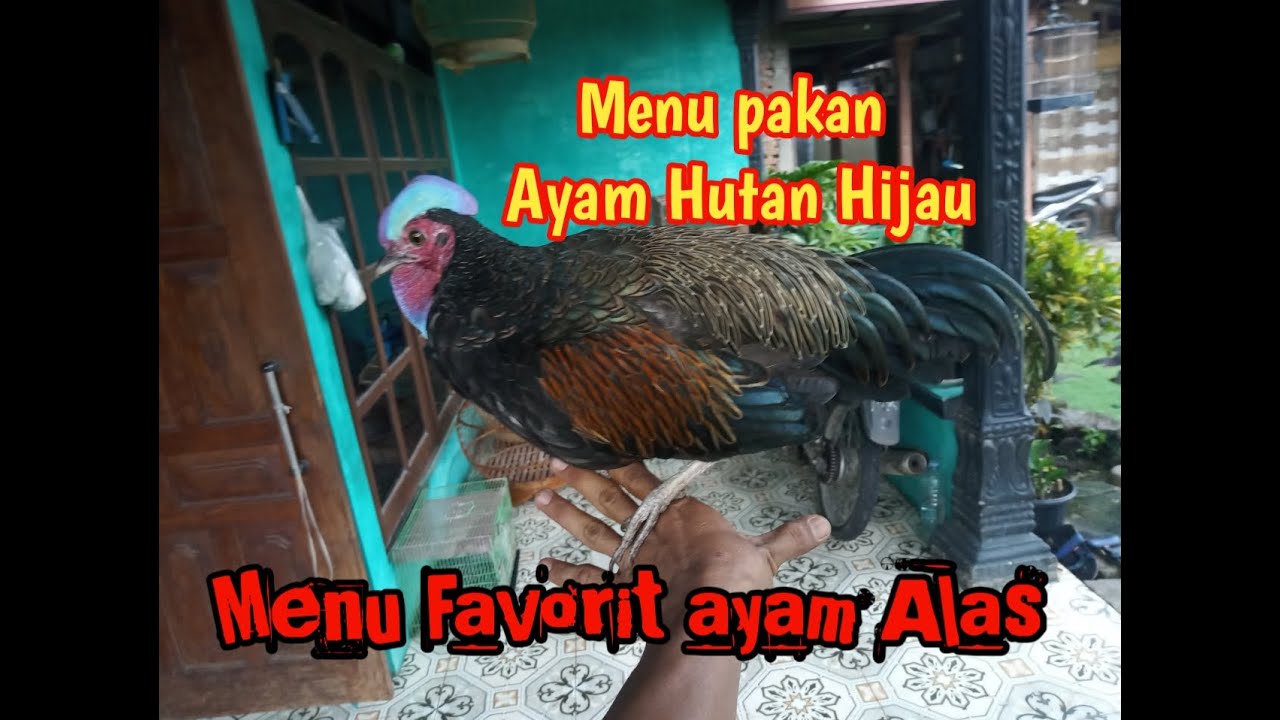MENU PAKAN AYAM HUTAN HIJAU// PAKAN AYAM ALAS YANG BAGUS