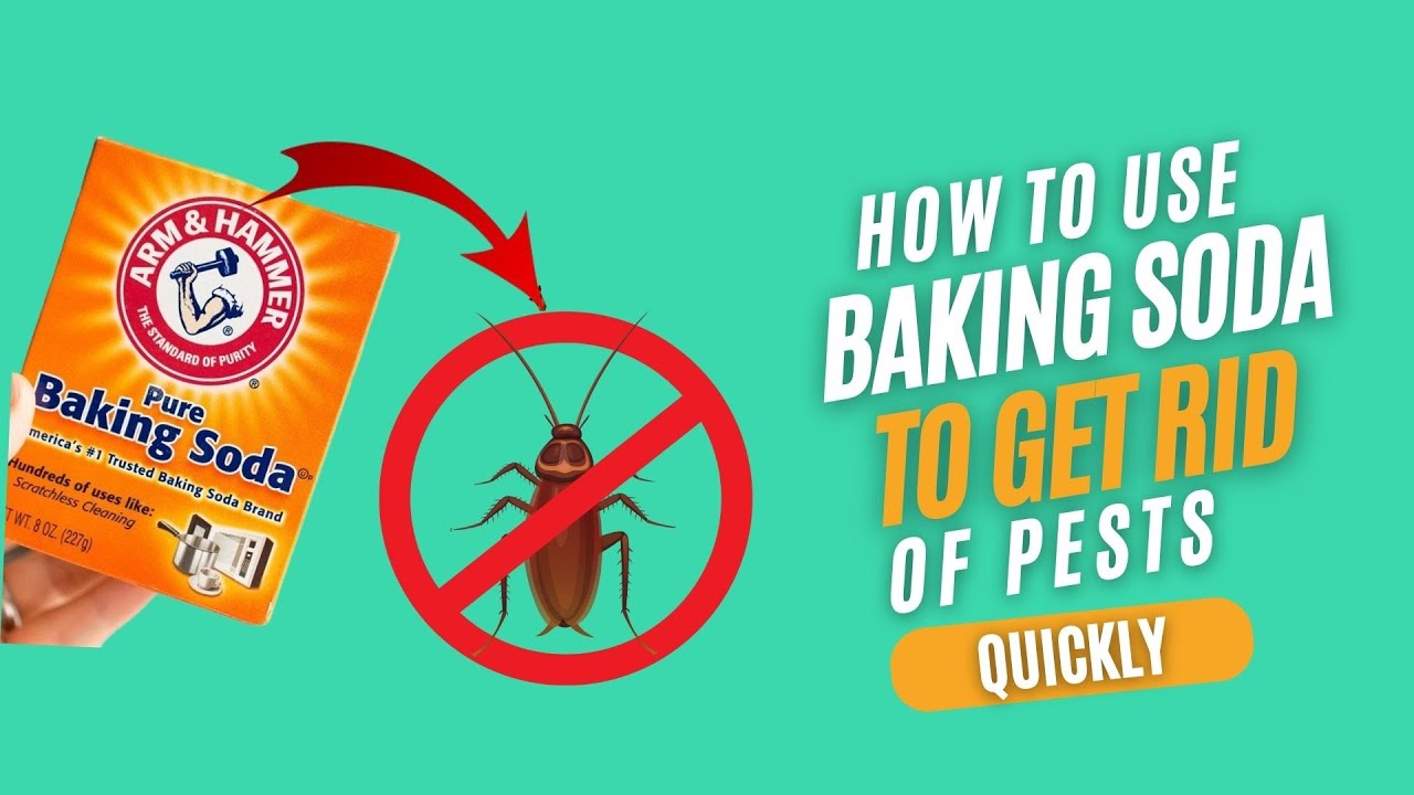 How To Use Baking Soda To Get Rid Of Pests