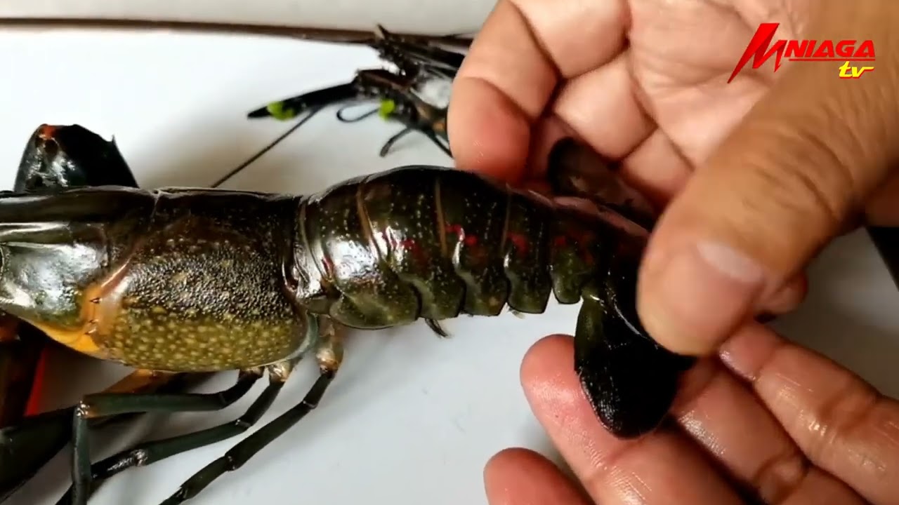 Tutorial/ Cara Menyiang Lobster Air Tawar atau Udang Kara Dengan Mudah
