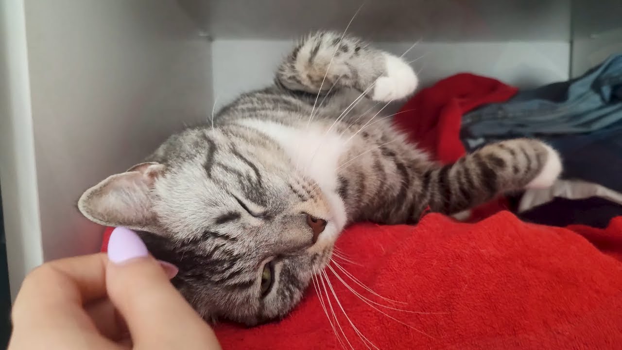 Lazy Day Of A Silver Tabby Cat