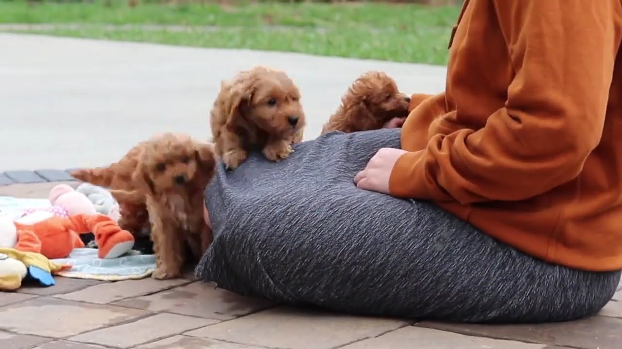 Sadie's Cavapoos
