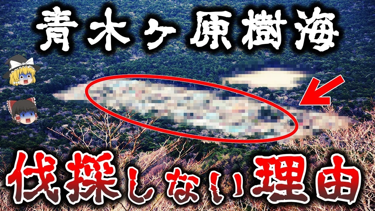 【ゆっくり解説】闇が深い..青木ヶ原樹海の秘密と伐採できない本当の理由がヤバすぎる！