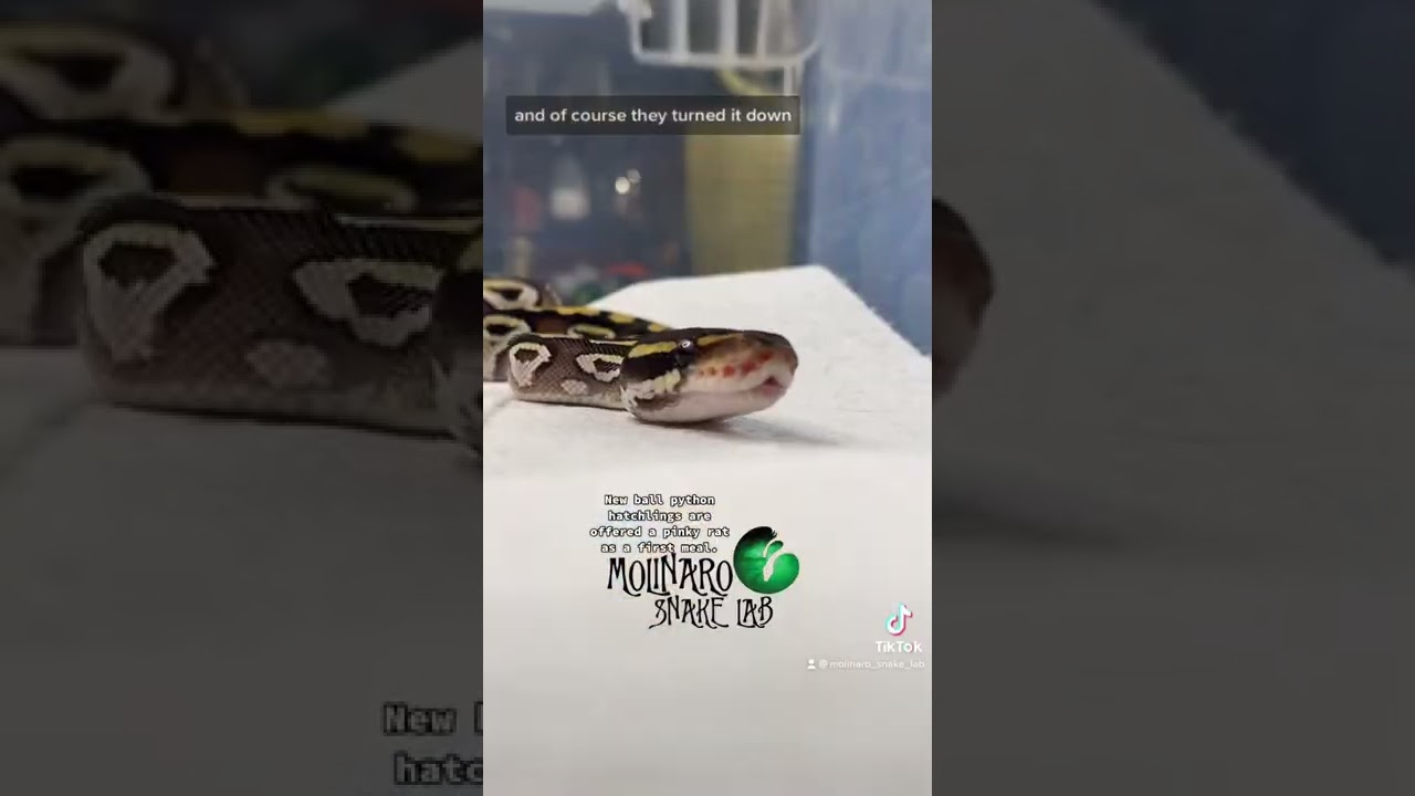 🐍 Baby snakes first meal!&hellip;.or not. 🧪 #ballpythons #shorts #babysnales #ballpythonbreeder #snakes