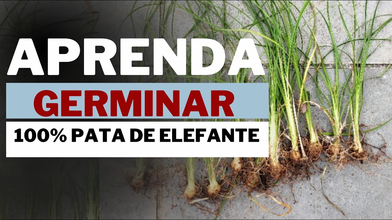 Como Germinar 100 % Pata de Elefante APRENDA