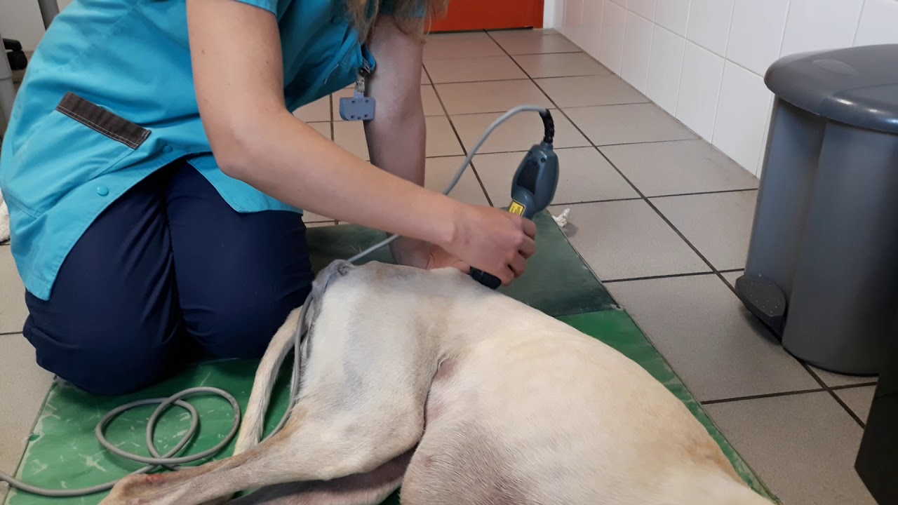 Galgos France - RAYO en pleine s&eacute;ance laser...
