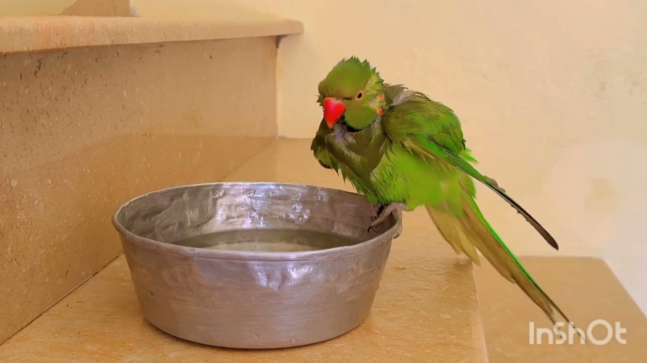 Sweetest voice of my cuye ringneck green parrot is showering enjoing #nonstoptalkingparrot