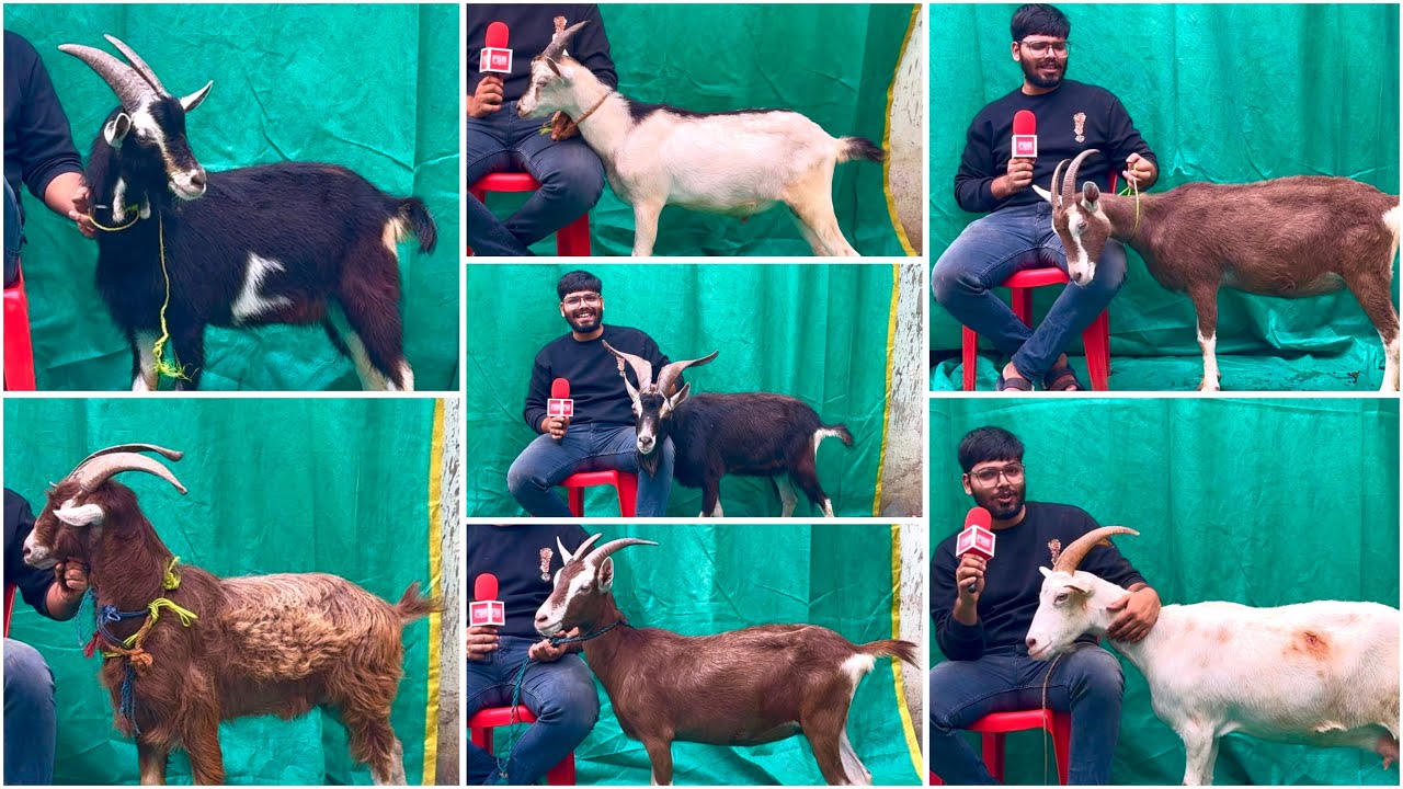 Toggenburg, Saanen, British & French Alpine Goats at Almeen Exotic, Mumbai