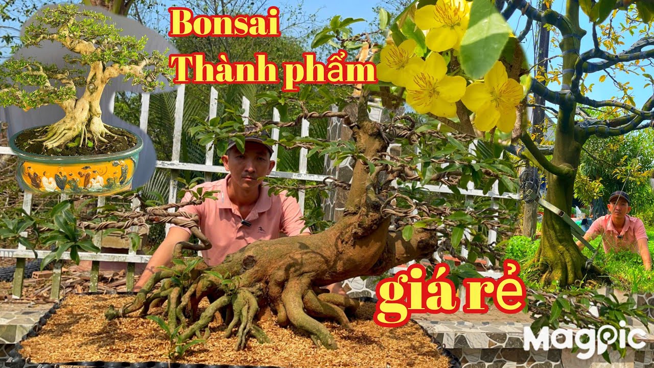 Quân Nguyễn 0936488500 Gl mai vàng bonsai, thành phẩm chơi xuân giá rẻ tại ĐT 