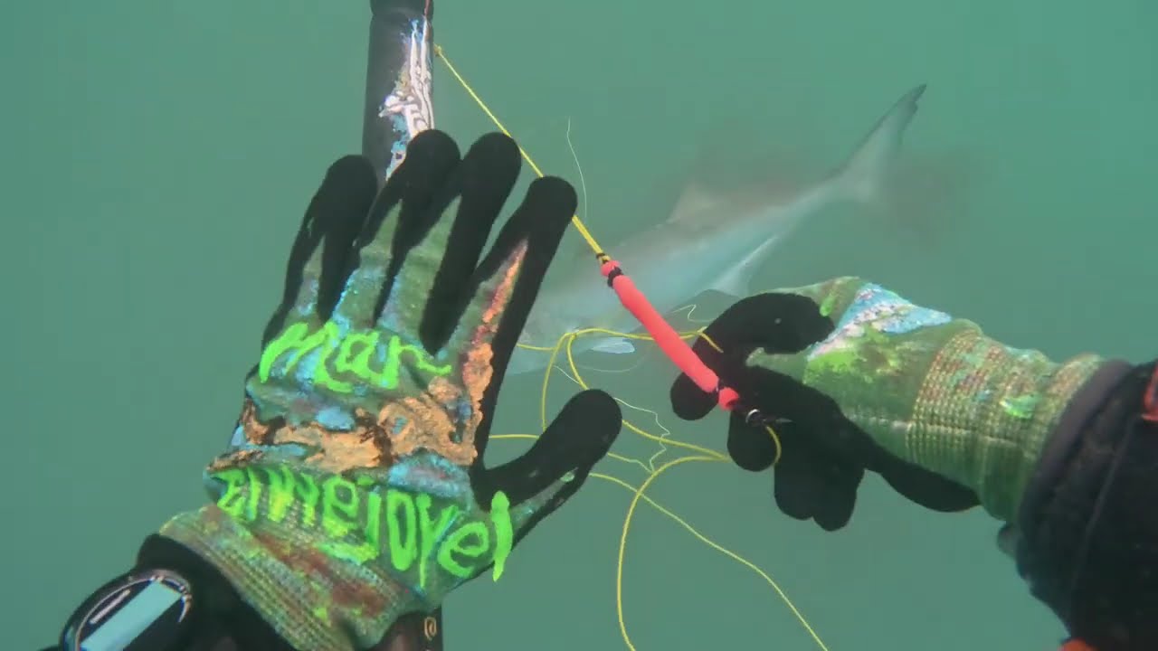 3 сентября в Cредиземном море-Blue Fish!September 3rd in the Mediterranean Sea blue fish!Mask video