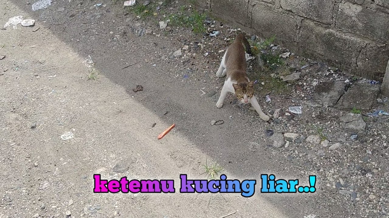Kucing liar yang lapar