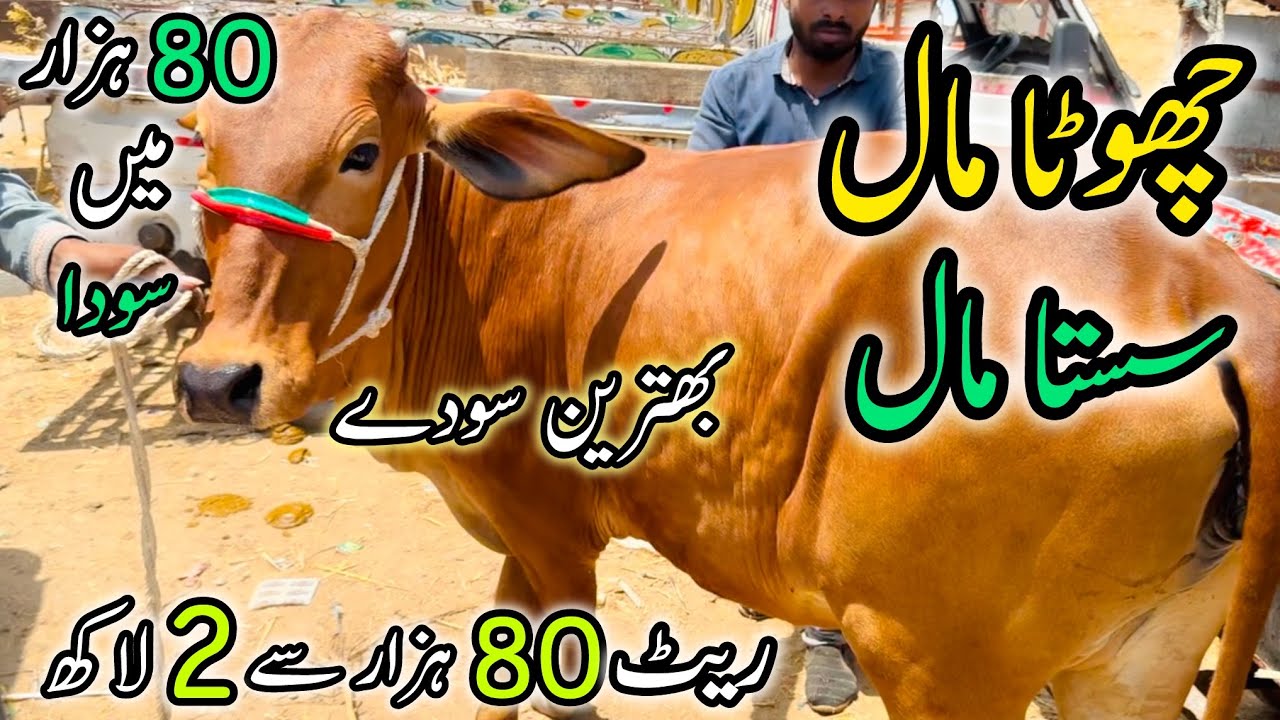 Malir Mandi Me 80k- 200k Wala Maal | Bakra Eid Season 2025 | Cow Mandi 2025