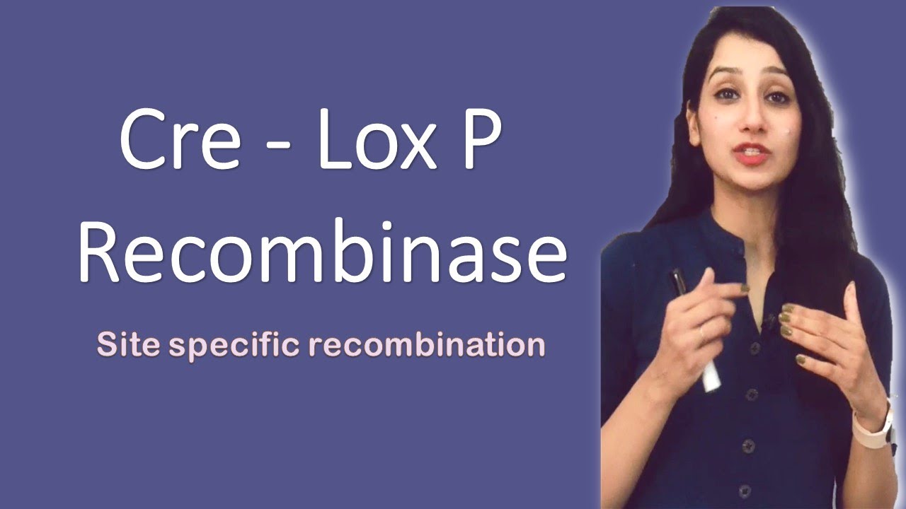 CRE LOX P Recombinase I Site specific recombination I Bacteriophage P