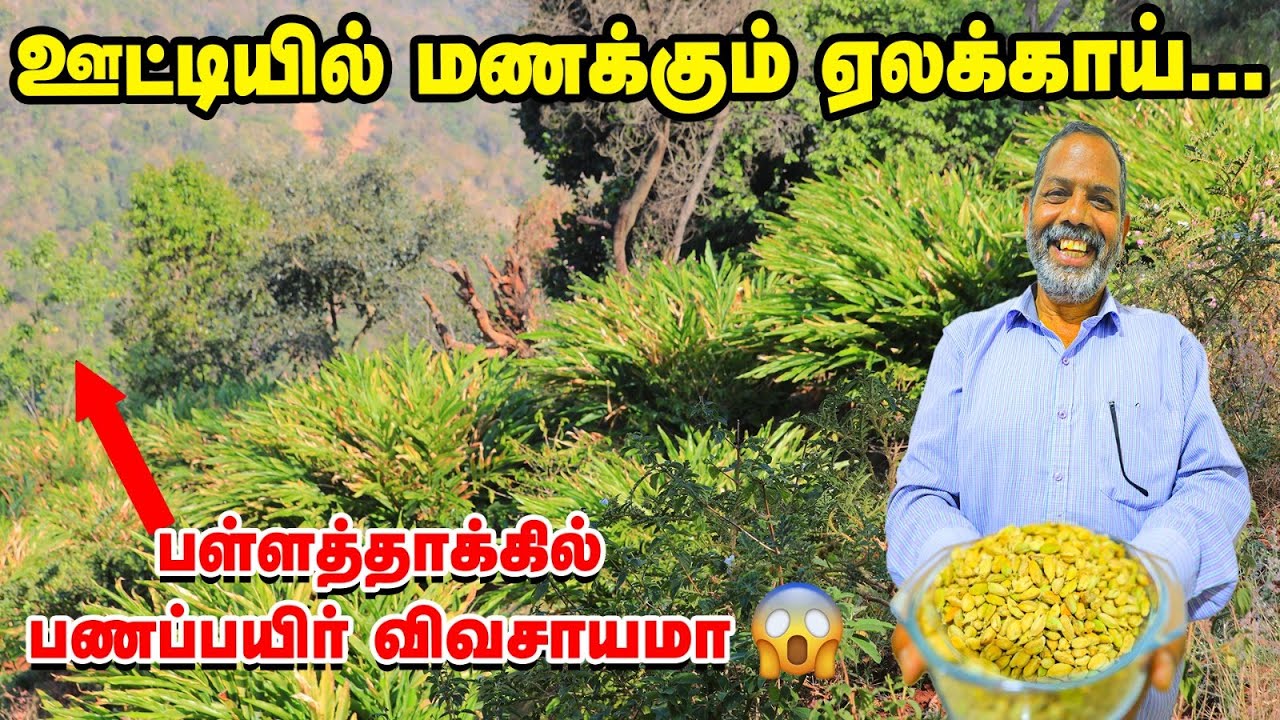 100 செடி போதும் ஒரு தோப்பையே உருவாக்கலாம் | ஏலக்காய் சாகுபடியில் அசத்தும் ooty விவசாயி!