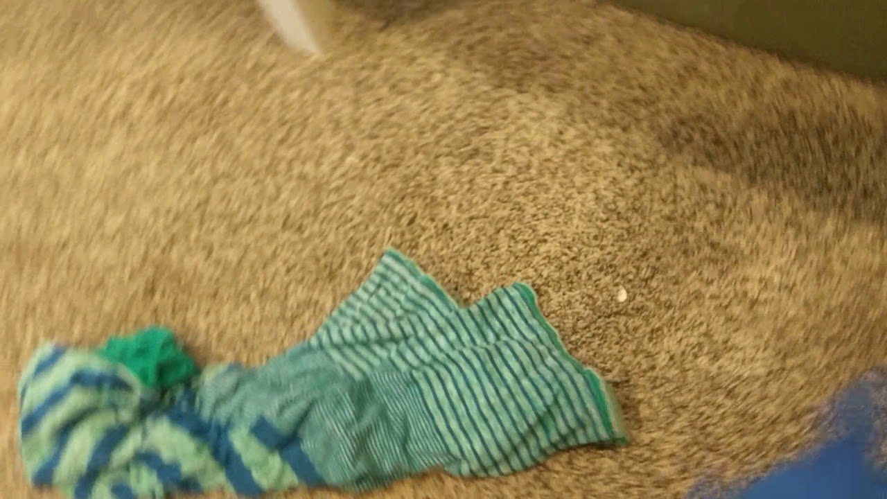 Teddys2