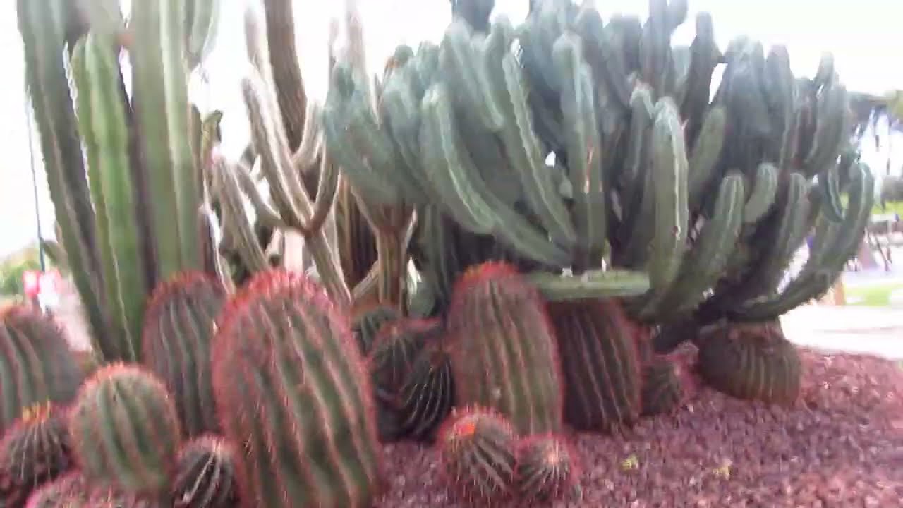 CACTUS  2  LA ROTONDA.