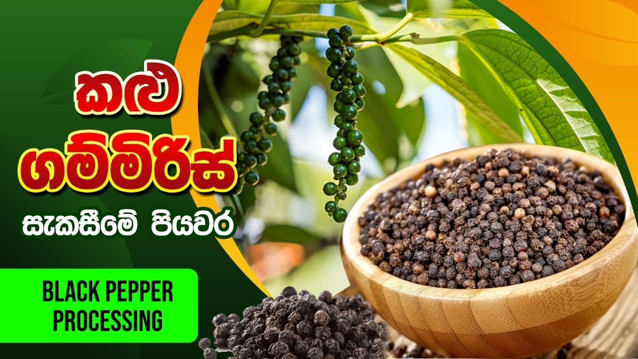 How prepare  Black කලු ගම්මිරිස් සෑදීම, pepper ,Biosystems Technology, BST Saman,export agriculture