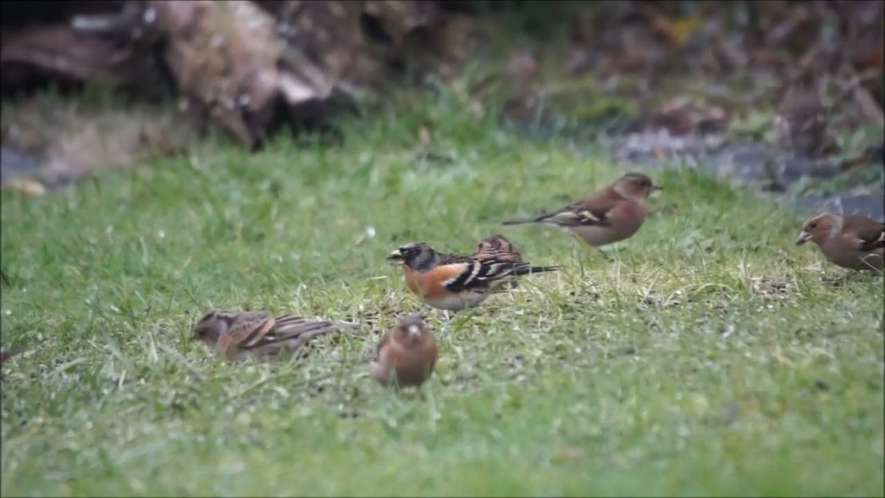 Pinsons du Nord (Fringilla montifringilla) mâle et femelle – Serge Devienne – Masny Nord– 21/01/2025