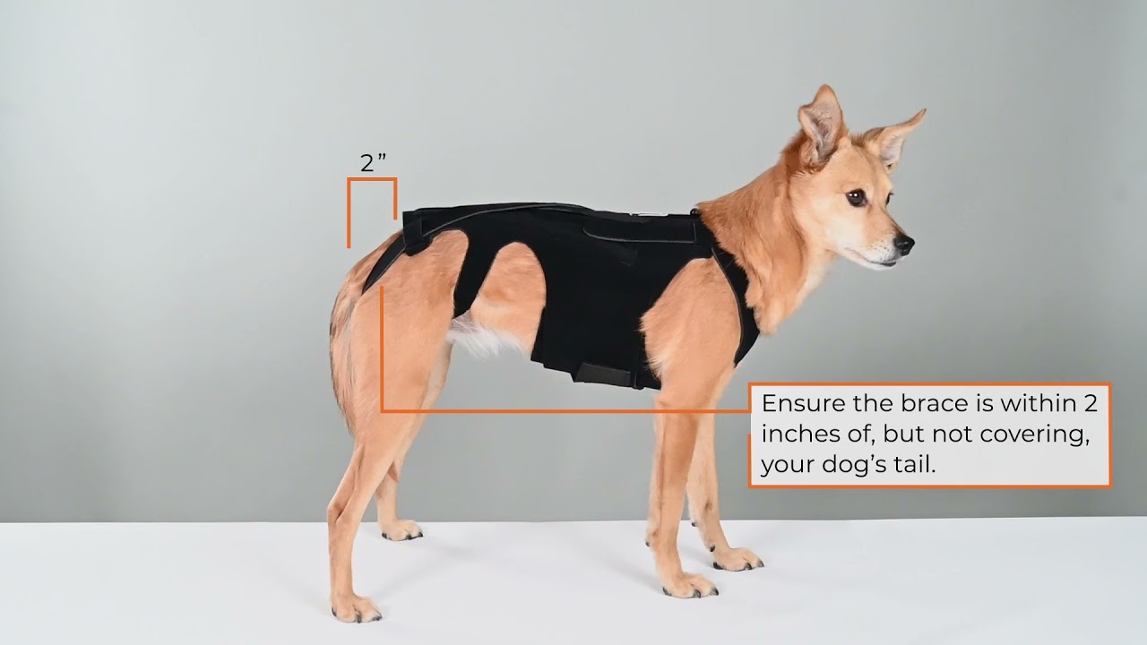 L'il Back Bracer Application Instructions