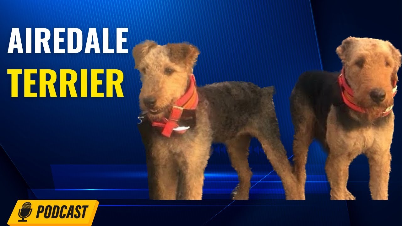 Episode 53: Airedale Terrier - Lex Pando From TexDale Kennels
