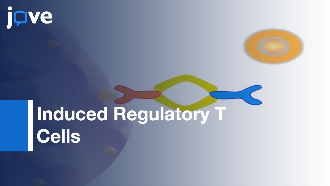 Generation: Induced Regulatory T Cells From Primary Human Na&iuml;ve & Memory T Cells l Protocol Preview