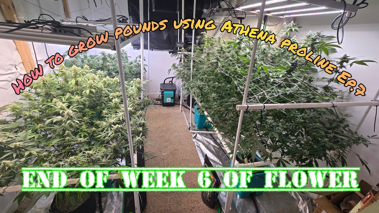 How to grow pounds using Athena Ep.7 End of week six of flower update