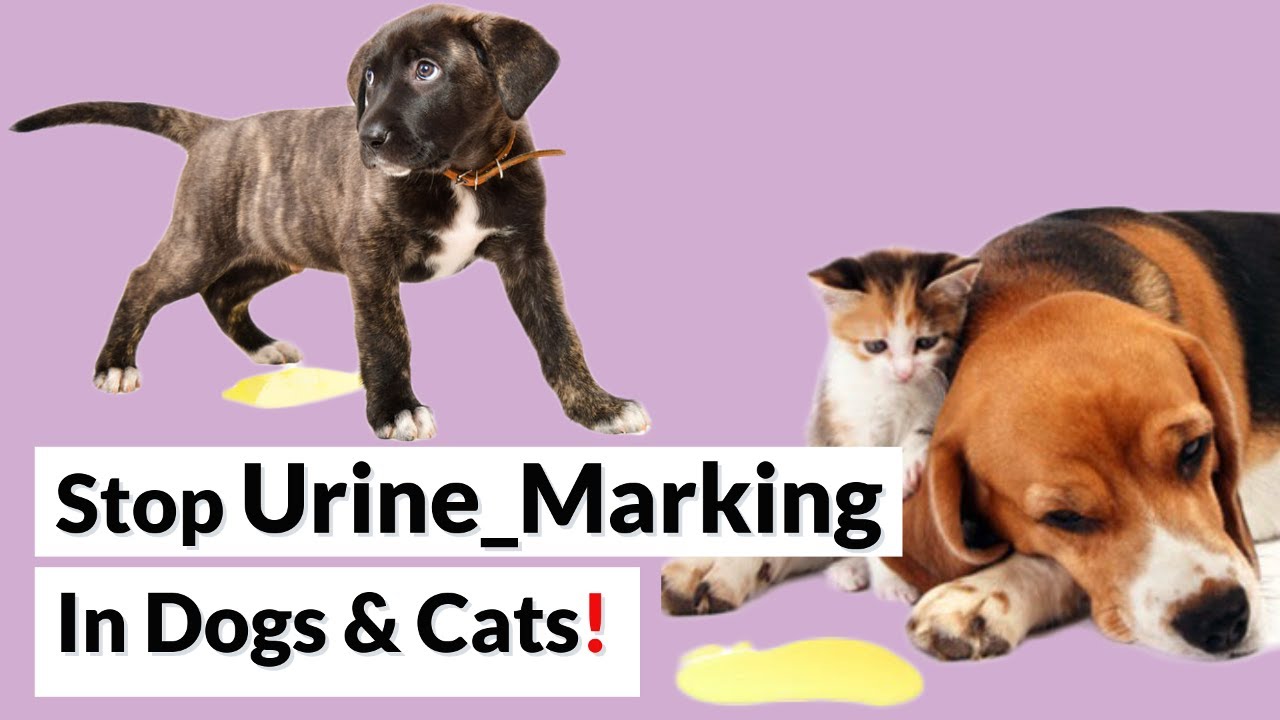 Urine-Marking Behavior. How To Prevent It?