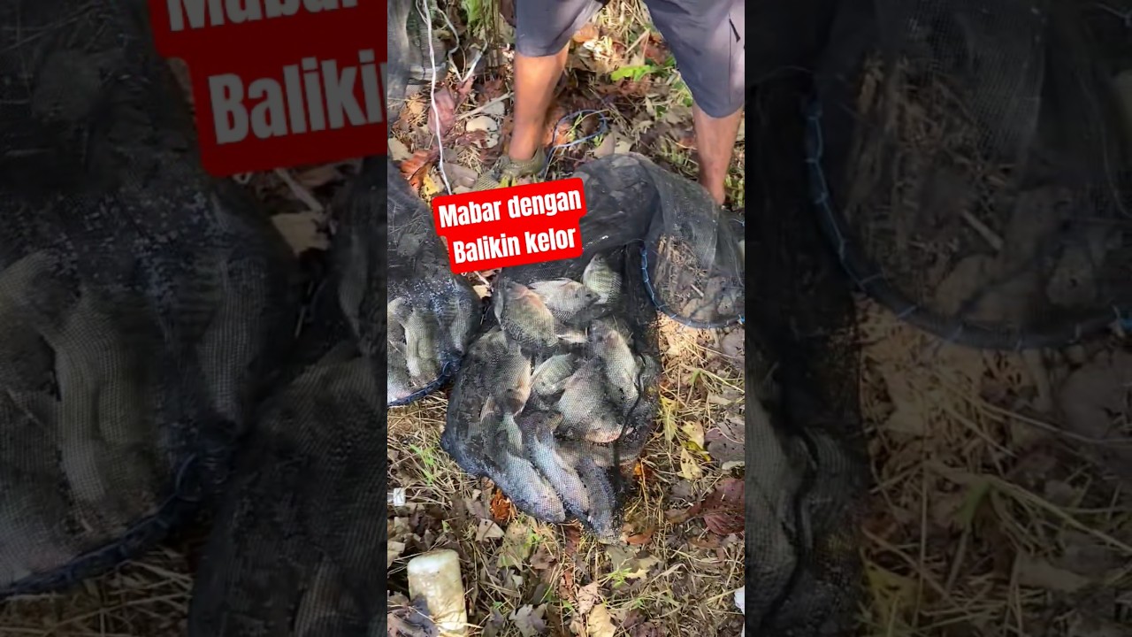 Mabar bersama BALIKIN KELOR 😎 #fishing #mancing #mancingmania