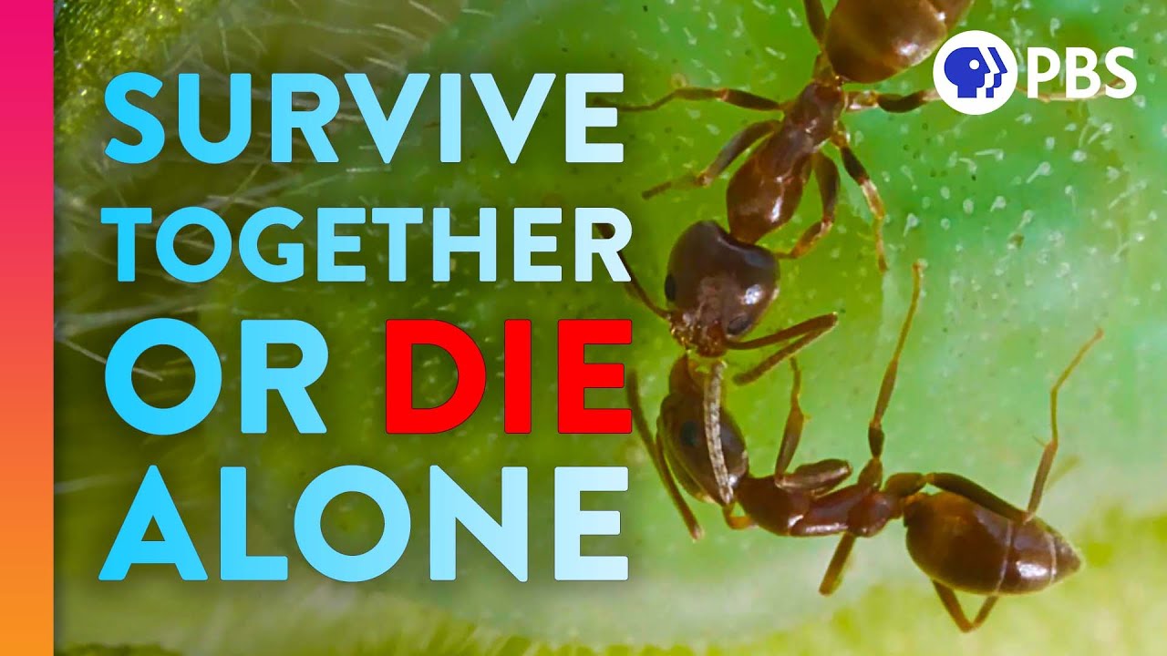 These Butt-Tickling Ants Are Endangered Butterfly Bodyguards | IN OUR NATURE