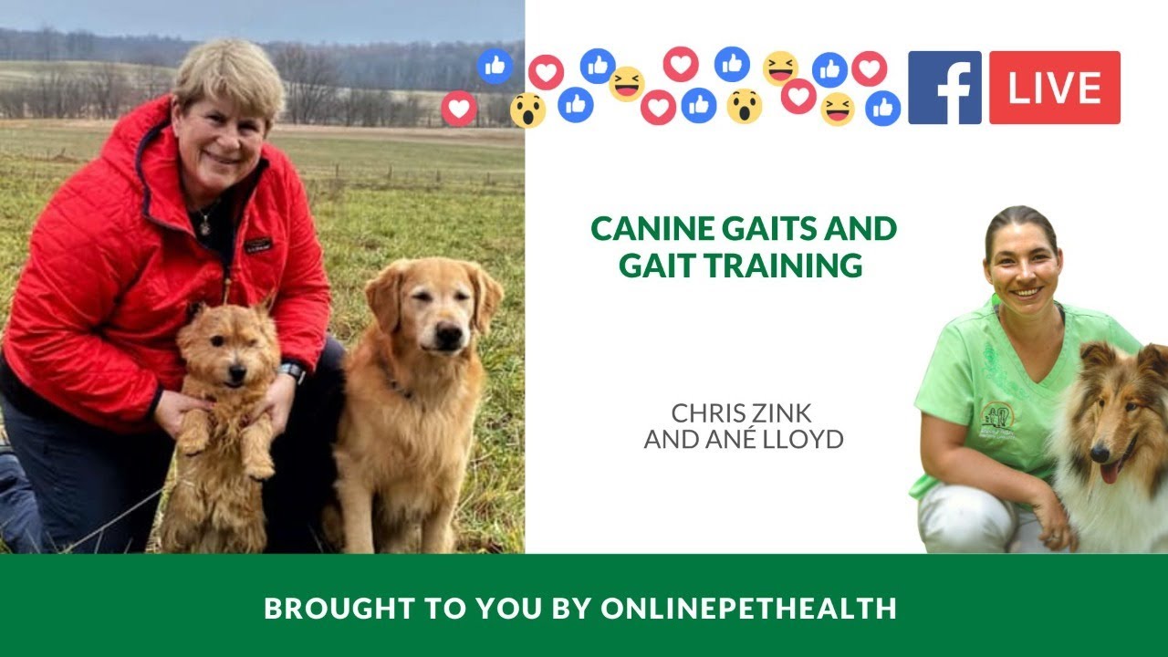 Canine Gaits and Gait Training with Chris Zink