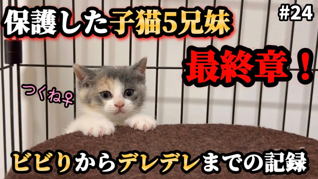 現実逃避し固まっていた子猫がデレデレになるまでの60日間【ずっとのお家】