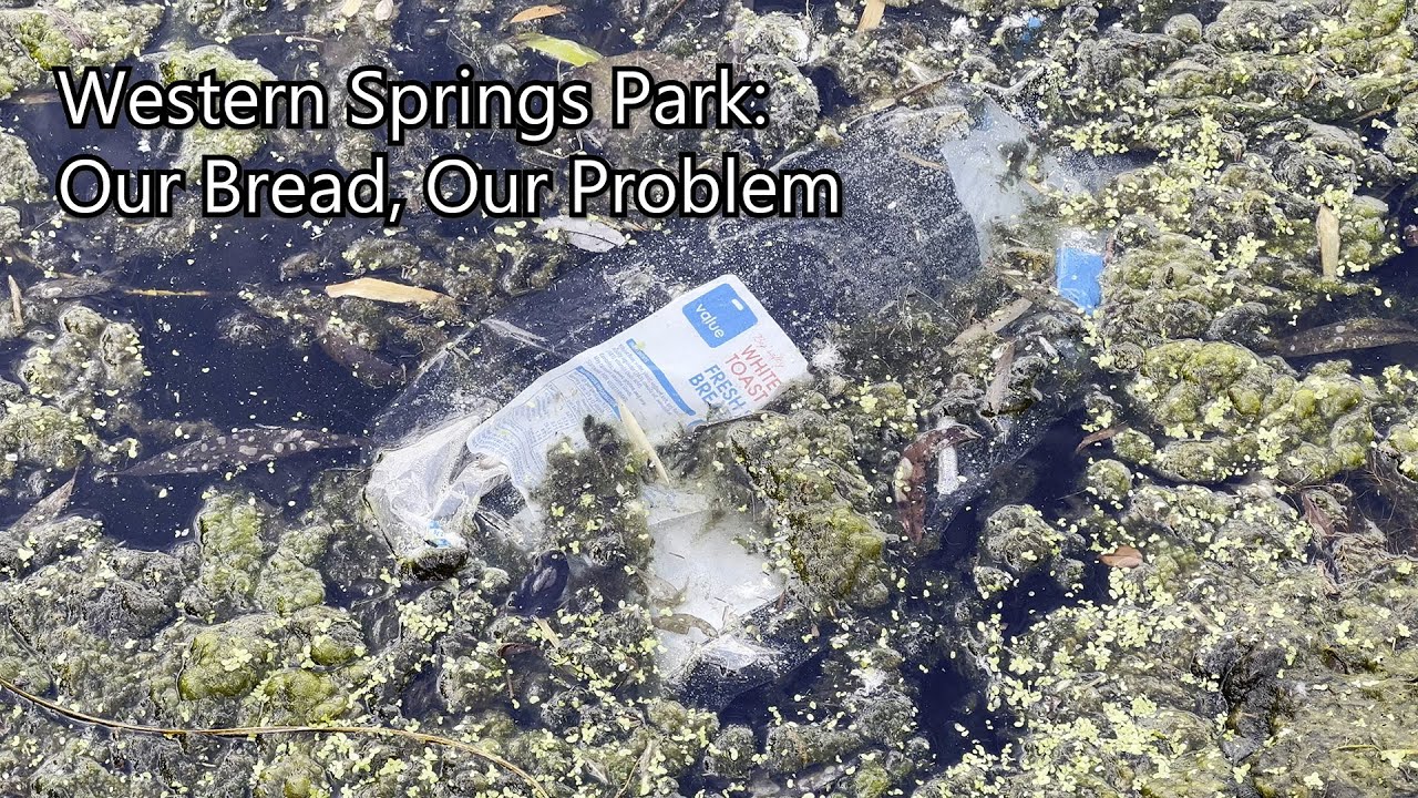 Western Springs Park - Our Bread, Our Problem